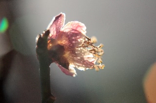 「白梅」のサムネイル画像