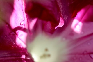 「暁の紅」のサムネイル画像