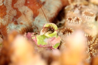 「カンザシヤドカリ(Coral Hermit Crab)」のサムネイル画像