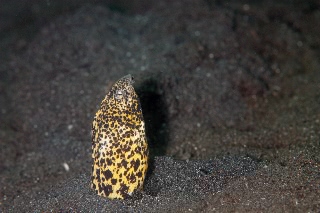 「ゴイシウミヘビ属の一種」のサムネイル画像