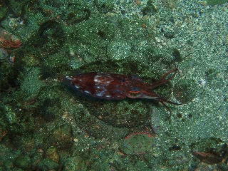 「コウイカの仲間」のサムネイル画像