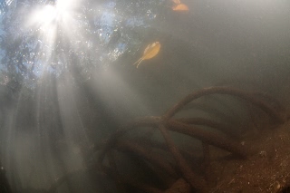 「無題」のサムネイル画像