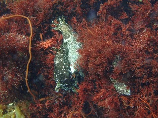 「アメフラシの…親子?」のサムネイル画像