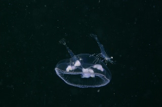 「ジェリーフィッシュライダー」のサムネイル画像