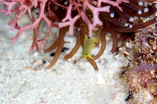 「ニセネッタイスズメダイ(Yellow Damsel)」のサムネイル画像