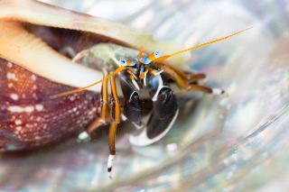 「スベスベサンゴヤドカリ」のサムネイル画像