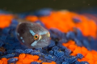 「ホテイウオ(ゴッコ)」のサムネイル画像