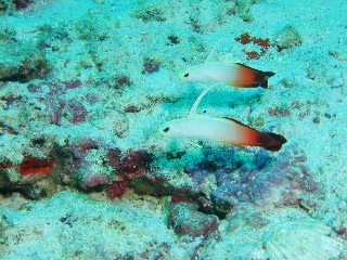 「ハタタテハゼ(Red fire Goby)」のサムネイル画像