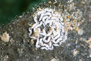 「無題」のサムネイル画像