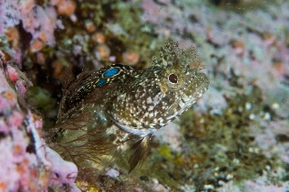 「コケギンポ」のサムネイル画像