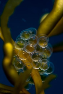 「シワイカナゴ」のサムネイル画像