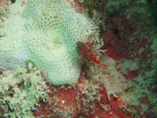 「ハゼの仲間」のサムネイル画像