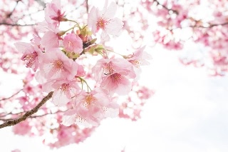 「ヨコハマヒザクラ(横浜緋桜)」のサムネイル画像