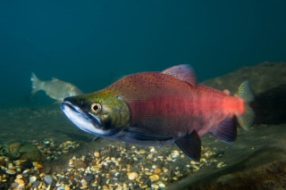 「ヒメマス」のサムネイル画像