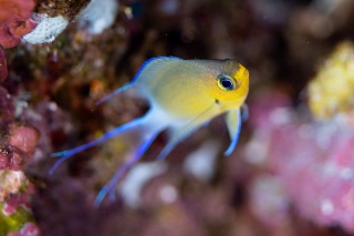 「マルスズメダイ」のサムネイル画像