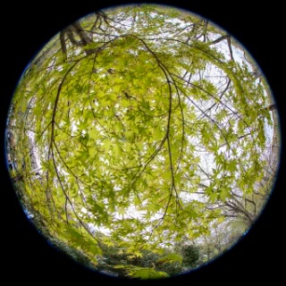 「イロハモミジ(イロハカエデ)」のサムネイル画像