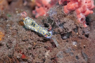 「ホシゾラウミウシ」のサムネイル画像