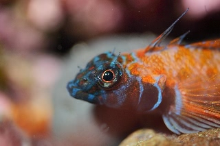 「ヘビギンポ」のサムネイル画像