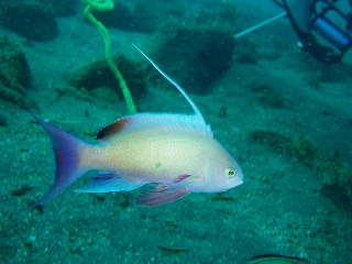 「キンギョハナダイ(Indian)(Indian Lyre-tail Basslet)」のサムネイル画像