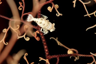 「エビの仲間」のサムネイル画像