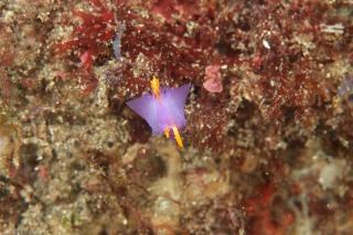 「ムラサキウミコチョウ」のサムネイル画像