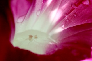 「暁の紅」のサムネイル画像