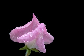 「スイートピー(カオリエンドウ,ジャコウレンリソウ,ジャコウエンドウ)」のサムネイル画像