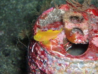 「ミジンベニハゼ」のサムネイル画像