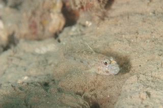 「ハゼの仲間」のサムネイル画像