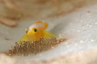 「ナカモトイロワケハゼ」のサムネイル画像