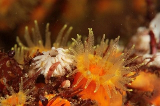 「ムツサンゴ」のサムネイル画像