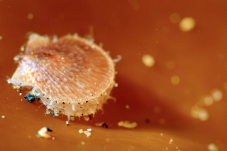 「ホタテガイ」のサムネイル画像