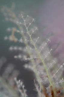 「ウミヒドラの仲間」のサムネイル画像