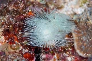 「ケヤリムシの仲間」のサムネイル画像