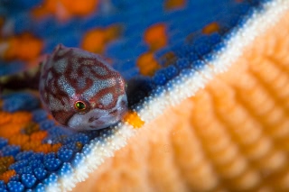 「ホテイウオ(ゴッコ)」のサムネイル画像