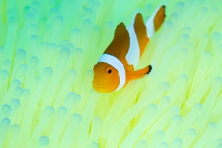 「カクレクマノミ(Western Clown Anemonefish)」のサムネイル画像