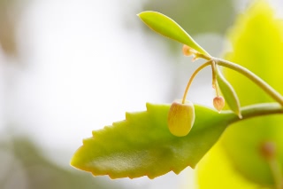 「セイロンベンケイ(はからめ,葉から芽,マザーリーフ)」のサムネイル画像