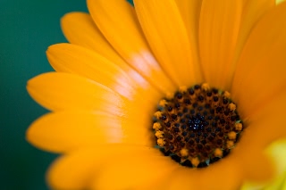 「アフリカキンセンカ」のサムネイル画像