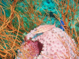 「クダゴンベ(longnose hawkfish)」のサムネイル画像