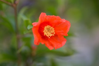 「ザクロ」のサムネイル画像