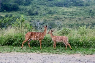 「ニアラ」のサムネイル画像