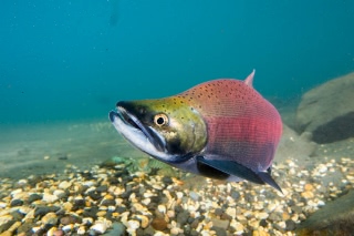 「ヒメマス」のサムネイル画像