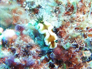 「キイロウミウシ」のサムネイル画像