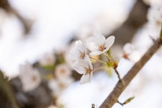 「ソメイヨシノ(染井吉野)」のサムネイル画像