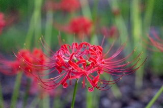 「ヒガンバナ」のサムネイル画像