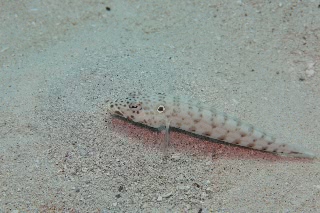 「ヨツメトラギス」のサムネイル画像