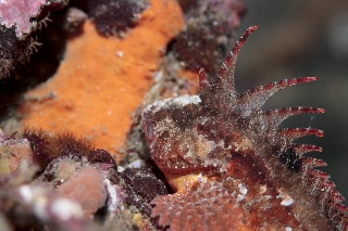 「ハオコゼ」のサムネイル画像