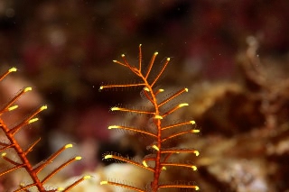 「ウミシダの仲間(sea feather)」のサムネイル画像