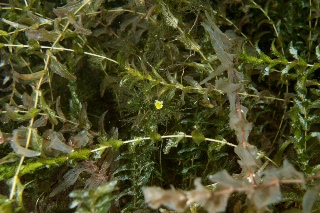 「チトセバイカモ」のサムネイル画像