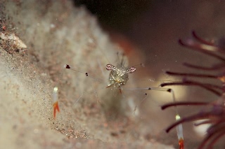 「オシャレカクレエビ」のサムネイル画像